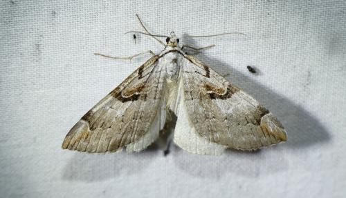 Aplocera praeformata